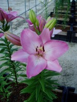 [1697 Albufeira VH No01.JPG]